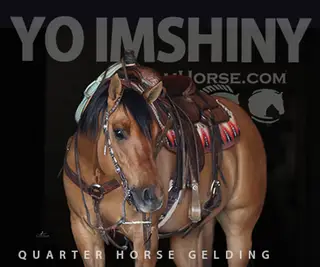 Yo Imshiny (Yogi)