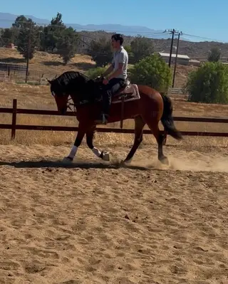 Unnamed horse