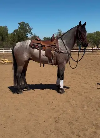 Unnamed horse
