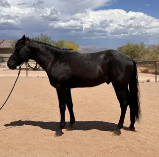 J Heart Texas Sage (Caliber)