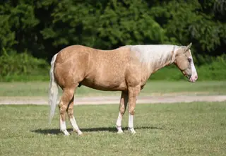 HF Capone