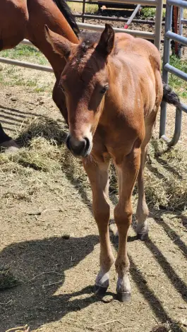 Lil Bell