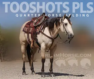 Tooshots Pls (Bentley)