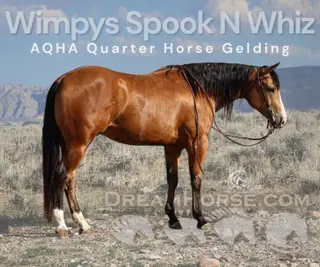 Wimpys Spook N Whiz