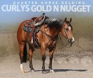 Curlys Gold N Nugget
