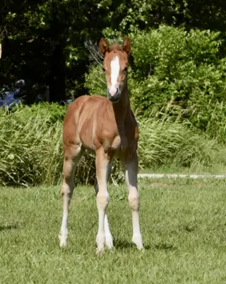 Filly by Inferno Sixty Six