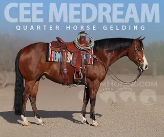Cee Medream (McQueen)