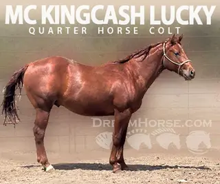 MC Kingcash Lucky