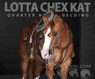 Lotta Chex Kat (Howdy)