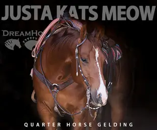 Justa Kats Meow (Chisholm)