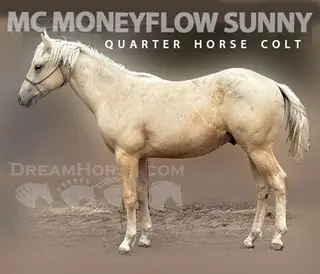 Mc Moneyflow Sunny